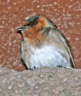 Cliff Swallow Mexican race